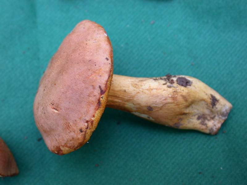 Xerocomus moravicus